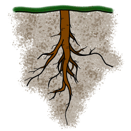 root